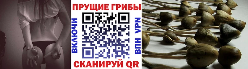 Купить где  Дегтярск  Псилоцибиновые грибы MAGIC MUSHROOMS 